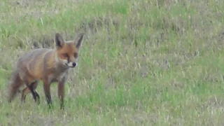 Daytime Fox Calling in Ireland