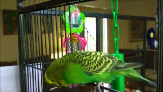 Disco the Parakeet Stars in "Attack of the Kissing Budgie!"