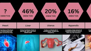 Human Organs And What They Do | Comparision Tv