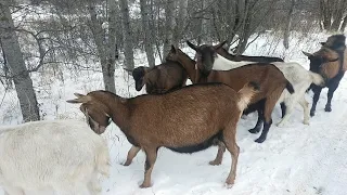 Чтобы козы не убегали🐐Как ЗАПУСКАЮ коз в этом году💥Вид ЗДОРОВОЙ козы🐐Пророщенное зерно для КОЗ