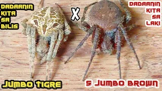 (HD) SUPER JUMBO SUPER BIG SPIDER FIGHT! Grabe ung Laban sobrang quality balikatan