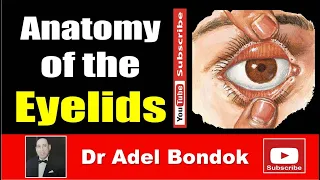 Anatomy of the Eyelids, Dr Adel Bondok Making Anatomy Simple