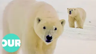 The First Three Years in the Life of a Polar Bear | Our World