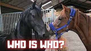 How many? | Who is who? | Second opinion | What is that on Spidey!? | Friesian Horses