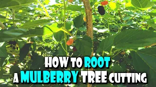 How to Root a Mulberry Tree Cutting | Propagating Fruit Trees - The Everbearing Mulberry Tree