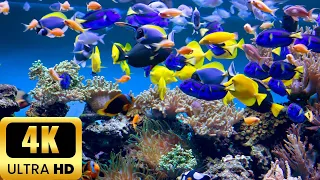 the ocean 4k - Sea Animals for Relaxation, Beautiful Coral Reef Fish | relaxing music