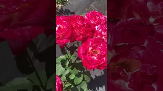 Роза Двойное удовольствие