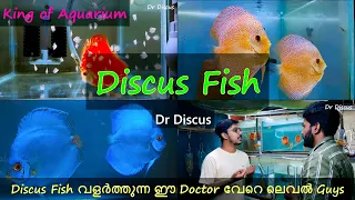 Discus Fish വളർത്തുന്ന ഈ Doctor വേറെ ലെവൽ guys | Discus Fish Breeding | Kerala Vlogs Channel |