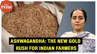 Why ‘King of Ayurveda’-Ashwagandha has become the new gold rush for Indian farmers