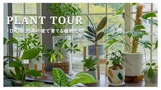 【Plant Tour】我が家の観葉植物を全てご紹介！