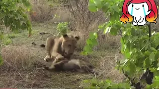 Lion eats baboons alive - such a desperate situation