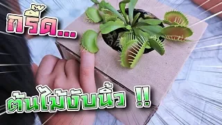 แกล้งซิลค์ !! ต้นไม้งับมือ... นิ้วพี่เซนจะเหลือมั๊ย !! Venus Flytrap - DING DONG DAD