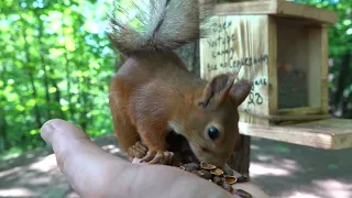 Две белки / Two squirrels