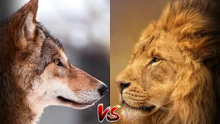 Без единого шанса. Волк или Лев, за кем останется победа?