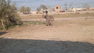 Donkey and boy |Donkey and boy Meeting|Donkey with funny boy |First Time Mating