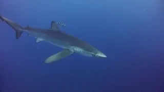 Shark Dive at Condor Bank - Azores