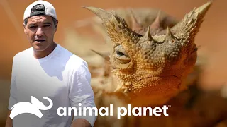 Frank se arriesga a desafiar a 3 peligrosas especies | Wild Frank  | Animal Planet