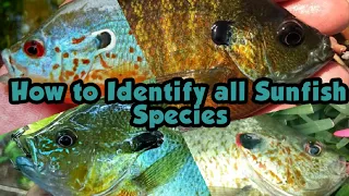 How to Identify all Sunfish Species in the United States