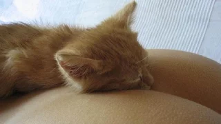 Смешные картинки про кошек и котят Выпуск № 22 FUNNY CATS  СМЕШНЫЕ КОШКИ