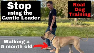 How to use and get off the Gentle Leader or head halter