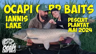 Lacul Iannis Pescuit Plantat Mai 2024 Crapi Capitali 4k