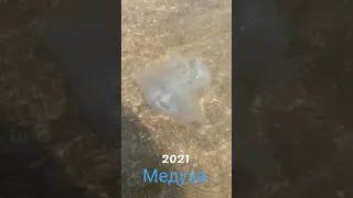 Азовская медуза 2021. Азовское море. Медуза.