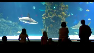 Why NO Aquarium In The WORLD Has A Great White Shark!