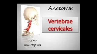 Bo`yin umurtqalari. Vertebrae cervicalis. Osteologiya. Anatomiya