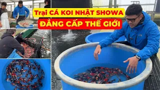 Mua CÁ KOI NHẬT SHOWA tại trại cá ĐẲNG CẤP THẾ GIỚI | Săn CÁ KOI NHẬT tại ISA KOI FARM