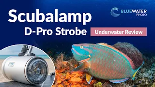 Scubalamp D-Pro Strobe Review // The Best Value Strobe??