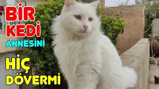 PSİKOPAT KEDİ ANNESİ MAYAYI DÖVÜYOR 😾 psycho cat mother beats Maya