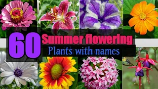 60 Summer Flowering plants with names | Beautiful Summer flowering plants