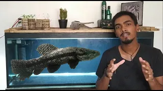Basic Information about  Wolf-fish (Hoplias spp.) and Care in Sinhala