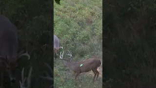 Perfect shot on a BIG buck! #deerhunting