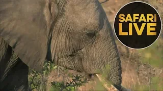 safariLIVE - Sunset Safari - July 28, 2018