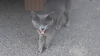 The grey cat meows loudly from hunger