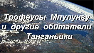 2023   Трофеусы Мпулунгу и другие обитатели Танганьики