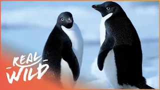 World's Biggest Penguin Colony In Antarctica [4K] | Art Wolfe's Travels To The Edge | Real Wild