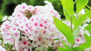 Flowers Can Dance | Flower Blooming Time Lapse  | Pretty Flowers Video | Amazing Nature