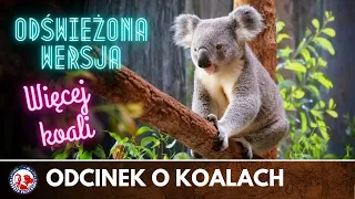 KOALA wszystko, co warto wiedzieć o koalach | Dobrze Pojechane | AUSTRALIA