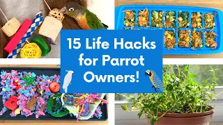 15 Life Hacks for Parrot Owners - cheap and easy pet bird tips  🦜 | BirdNerdSophie