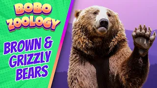 🐻 16 Great GRIZZLY and BROWN BEAR Facts for Kids | Funny Animals