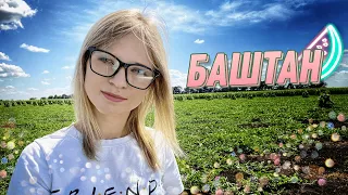 Баштан в центральній Україні (🍉АгроВлог про вирощування кавунів👩‍🌾🍉)