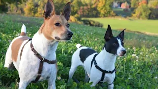 Rat Terrier Dog, Rat Terrier Temperament and Behavior, How To Take Care of Rat Terriers