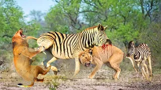 Mother Zebra attacks Lion very hard to save her Baby | The Lion Screamed Because His Tail Was Cut