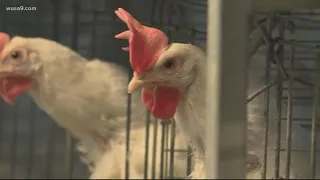 VERIFY: What can be done to slow the spread of bird flu?