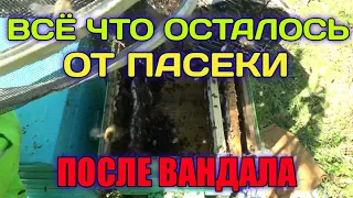 Всё Что Осталось От Пасеки После Кражи Пчёлок