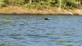 Swimming Bear at Raystown Lake, Owner of PA-ROBOTICS caught the video