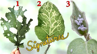 WHAT IS EATING MY PLANTS? 👺 | Common Garden Pest Control using Leaf Signatures