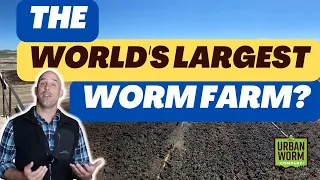 The World's Largest Worm Farm (You've Never Heard Of)